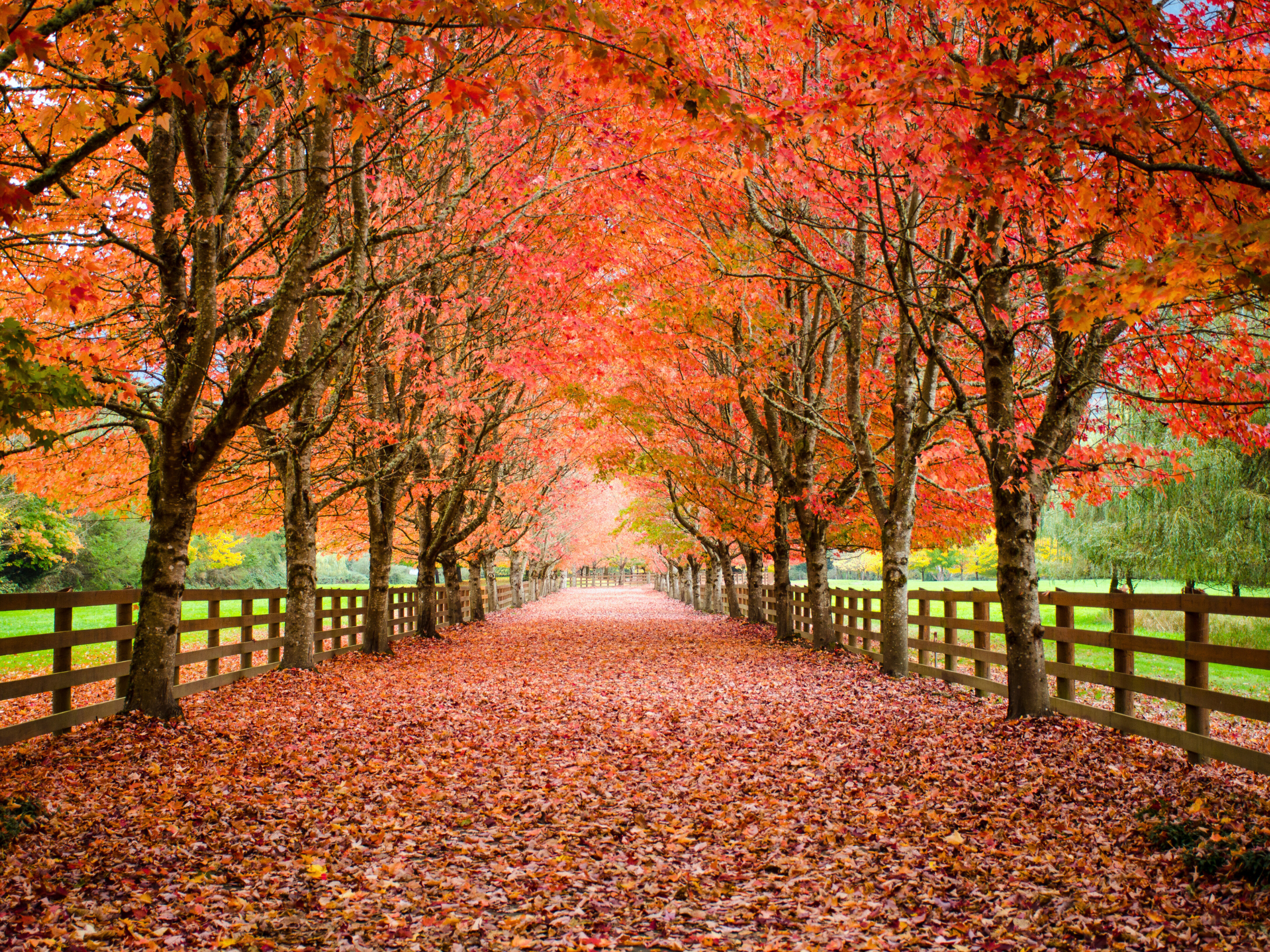 Beautiful fall scenery along a nature trail