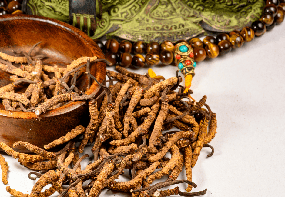 Cordyceps