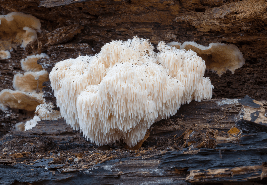 Lion's Mane