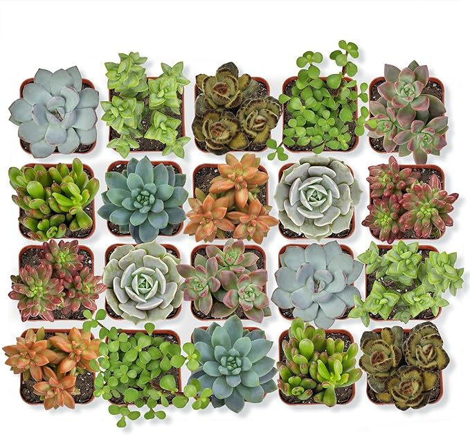Live Succulent Plants (20 Pack) Assorted Potted Succulents