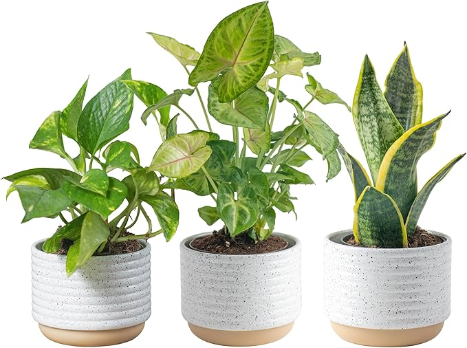 Live Plants (3 Pack), Easy to Grow Real Indoor Houseplants